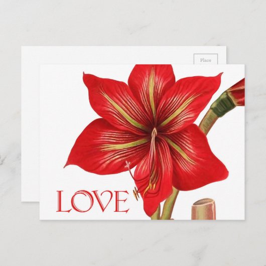 Amaryllis Holiday Briefkaart (Voorkant / Achterkant)