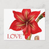 Amaryllis Holiday Briefkaart (Voorkant)