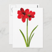Amaryllis in rood briefkaart (Voorkant / Achterkant)