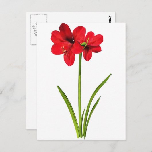Amaryllis in rood briefkaart (Voorkant / Achterkant)