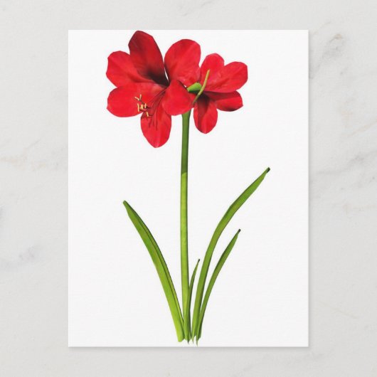 Amaryllis in rood briefkaart (Voorkant)