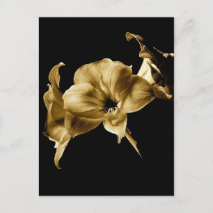 AMARYLLIS IN SEPIA MET ZWARTE ACHTERGROND BRIEFKAART