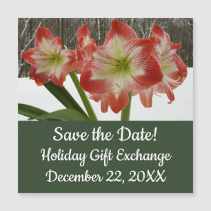 Amaryllis in Sneeuw Rode Vakantie Winter Bloemen