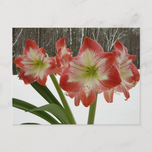 Amaryllis in Snow Red Holiday Winter Floral Briefkaart (Voorkant)