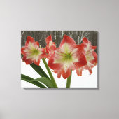 Amaryllis in Snow Red Holiday Winter Floral Canvas Afdruk (Voorkant)