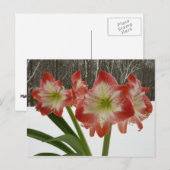 Amaryllis in Snow Red Holiday Winter Floral Feestdagenkaart (Voorkant / Achterkant)