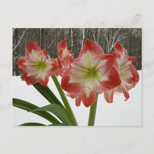 Amaryllis in Snow Red Holiday Winter Floral Feestdagenkaart (Voorkant)