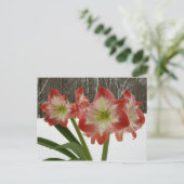 Amaryllis in Snow Red Holiday Winter Floral Feestdagenkaart (Staand voorkant)