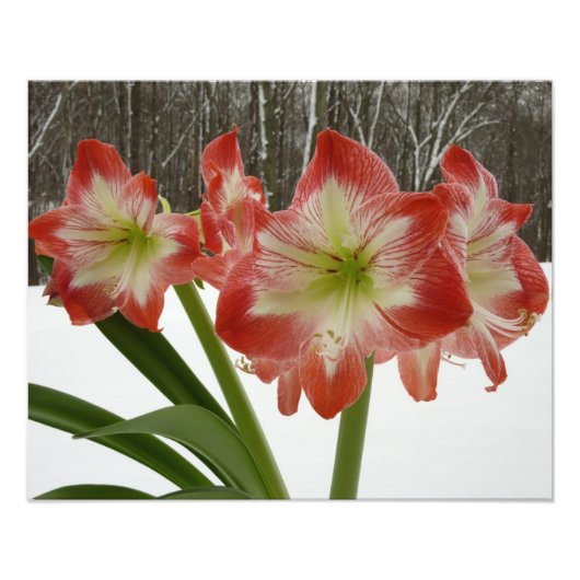 Amaryllis in Snow Red Holiday Winter Floral Foto Afdruk (Voorkant)