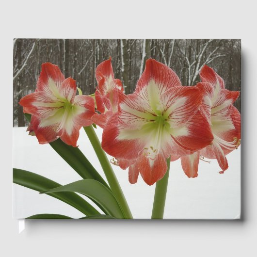 Amaryllis in Snow Red Holiday Winter Floral Gastenboek (Voorkant)