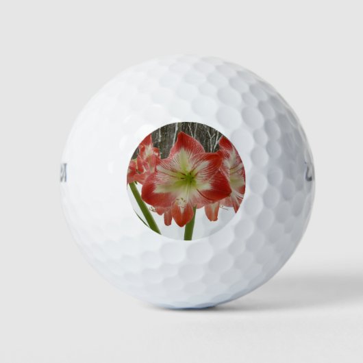 Amaryllis in Snow Red Holiday Winter Floral Golfballen (Voorkant)