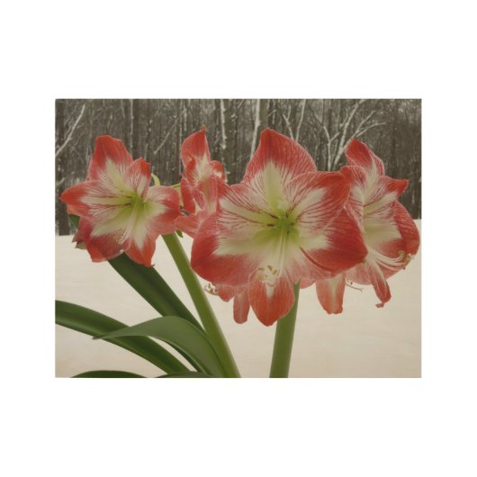 Amaryllis in Snow Red Holiday Winter Floral Houten Poster (Voorkant)