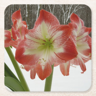 Amaryllis in Snow Red Holiday Winter Floral Kartonnen Onderzetters