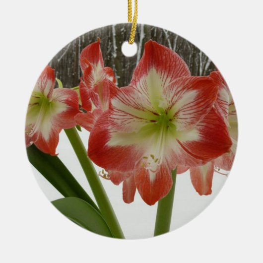 Amaryllis in Snow Red Holiday Winter Floral Keramisch Ornament (Voorkant)