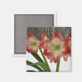 Amaryllis in Snow Red Holiday Winter Floral Magneet (Voorkant / Achterkant)