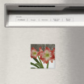 Amaryllis in Snow Red Holiday Winter Floral Magneet (Insitu (Vaatwasser))