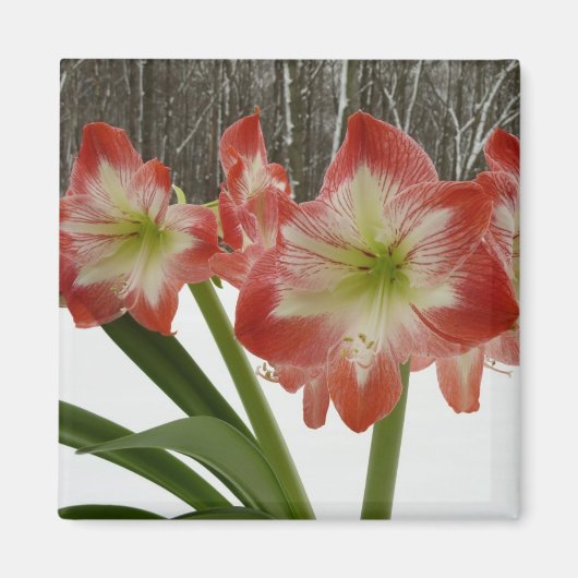 Amaryllis in Snow Red Holiday Winter Floral Magneet (Voorkant)