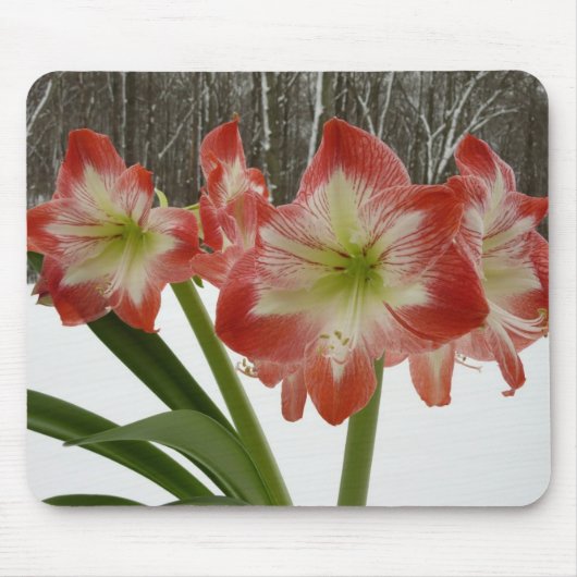 Amaryllis in Snow Red Holiday Winter Floral Muismat (Voorkant)