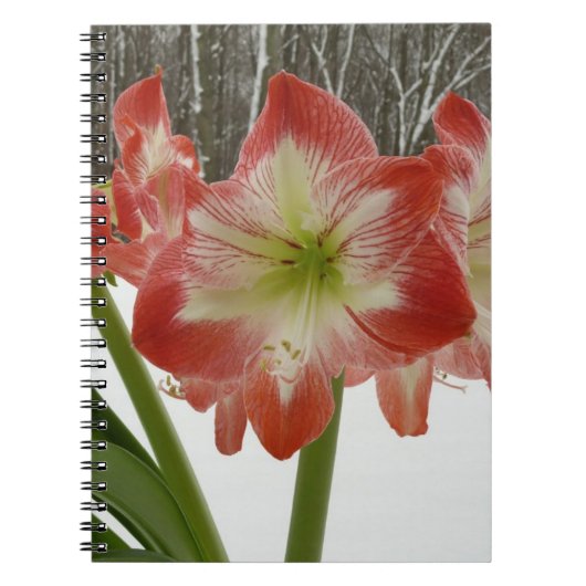 Amaryllis in Snow Red Holiday Winter Floral Notitieboek (Voorkant)