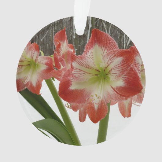 Amaryllis in Snow Red Holiday Winter Floral Ornament (voorkant)