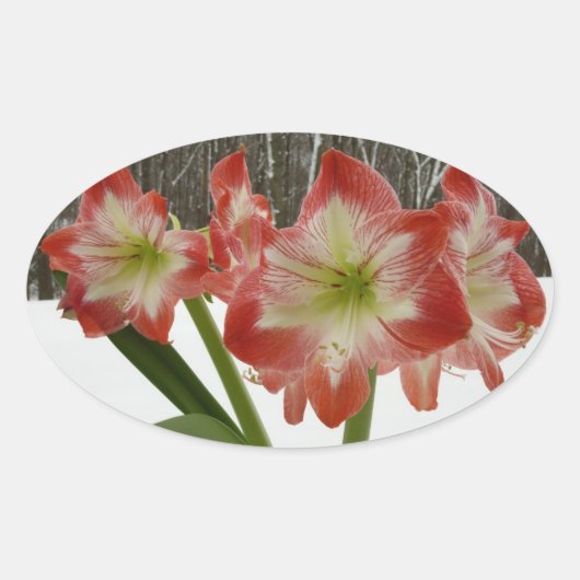 Amaryllis in Snow Red Holiday Winter Floral Ovale Sticker (Voorkant)