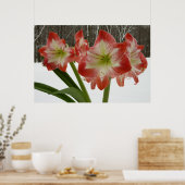 Amaryllis in Snow Red Holiday Winter Floral Poster (Keuken)