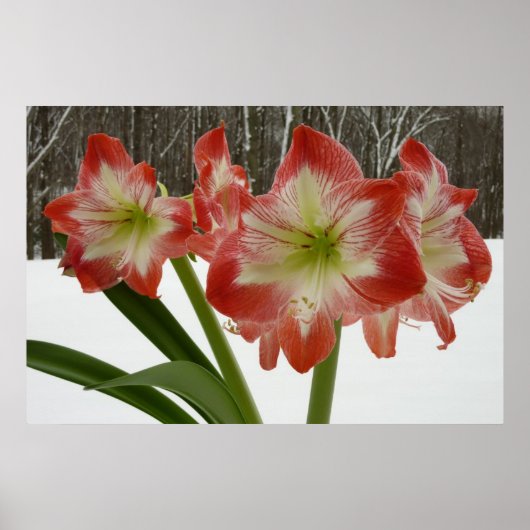 Amaryllis in Snow Red Holiday Winter Floral Poster (Voorkant)