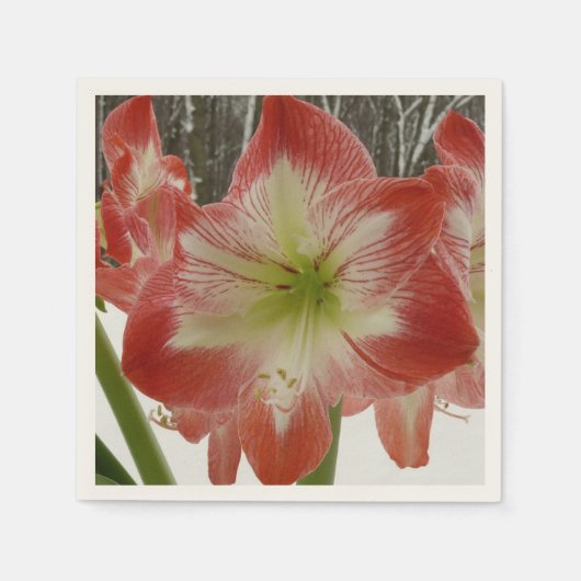 Amaryllis in Snow Red Holiday Winter Floral Servetten (Voorkant)