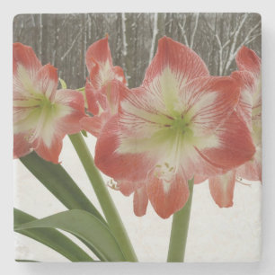 Amaryllis in Snow Red Holiday Winter Floral Stenen Onderzetter