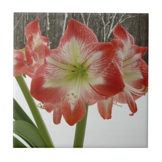 Amaryllis in Snow Red Holiday Winter Floral Tegeltje (Voorkant)