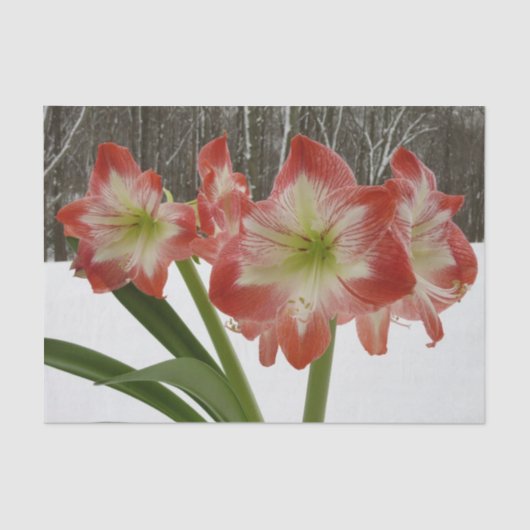 Amaryllis in Snow Red Holiday Winter Floral Tissuepapier (Voorkant)