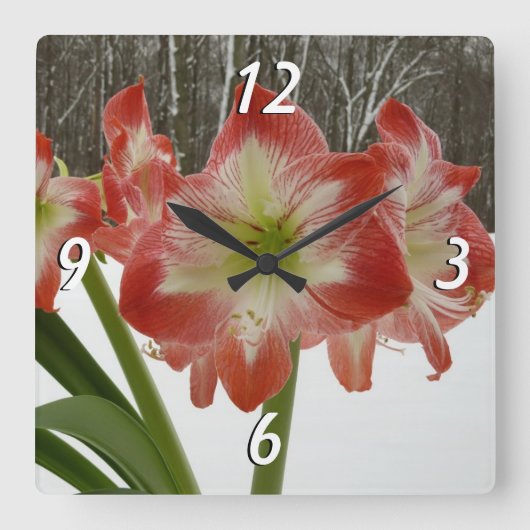 Amaryllis in Snow Red Holiday Winter Floral Vierkante Klok (Voorkant)