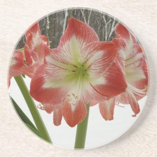 Amaryllis in Snow Red Holiday Winter Floral Zandsteen Onderzetter