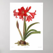 Amaryllis johnsoni poster (Voorkant)