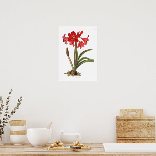 Amaryllis johnsoni poster (Keuken)