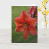 Amaryllis Kaart (Gele Bloem)