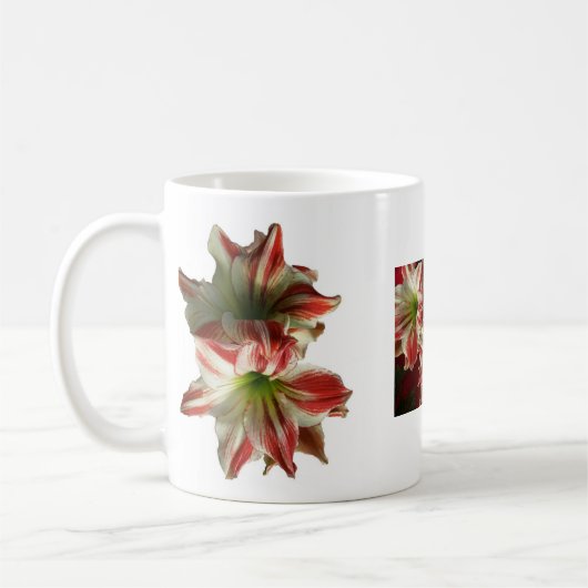Amaryllis Kerst Mok (Links)