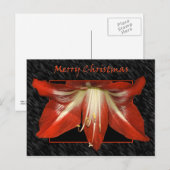 Amaryllis-kerstBriefkaart Feestdagenkaart (Voorkant / Achterkant)