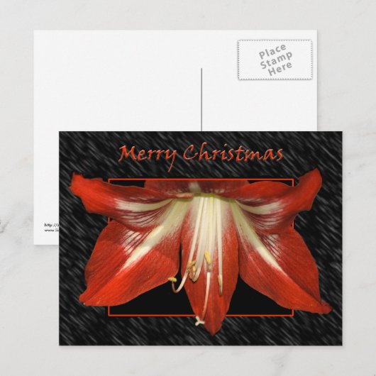 Amaryllis-kerstBriefkaart Feestdagenkaart (Voorkant / Achterkant)