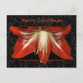 Amaryllis-kerstBriefkaart Feestdagenkaart (Voorkant)