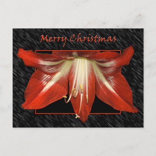 Amaryllis-kerstBriefkaart Feestdagenkaart (Voorkant)
