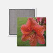 Amaryllis Magneet (Voorkant / Achterkant)