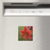 Amaryllis Magneet (Insitu (Vaatwasser))