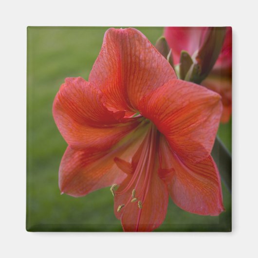 Amaryllis Magneet (Voorkant)