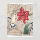 Amaryllis Mao Hummer Briefkaart (Voorkant)