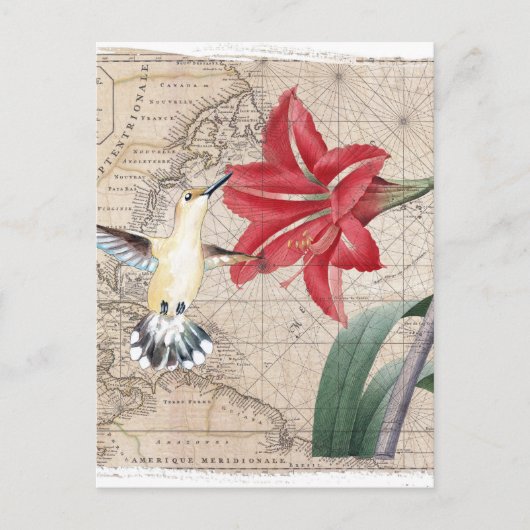Amaryllis Mao Hummer Briefkaart (Voorkant)