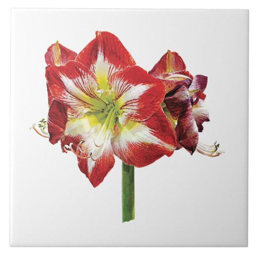 Amaryllis Minerva Tegeltje (Voorkant)