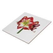 Amaryllis Minerva Tegeltje (Zijkant)