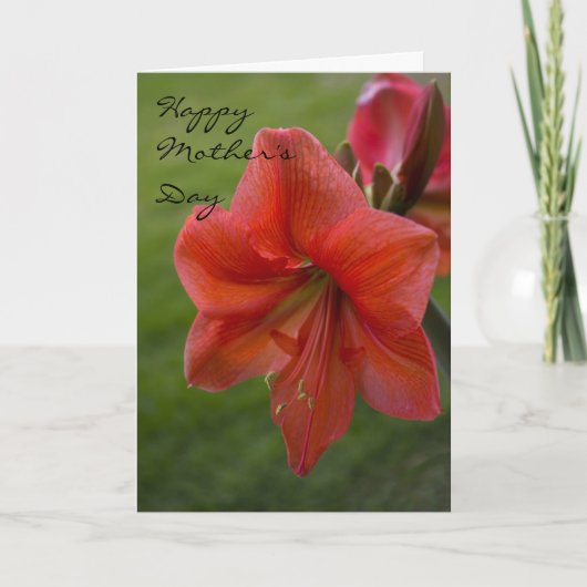 Amaryllis Moederdag Kaart (Voorkant)