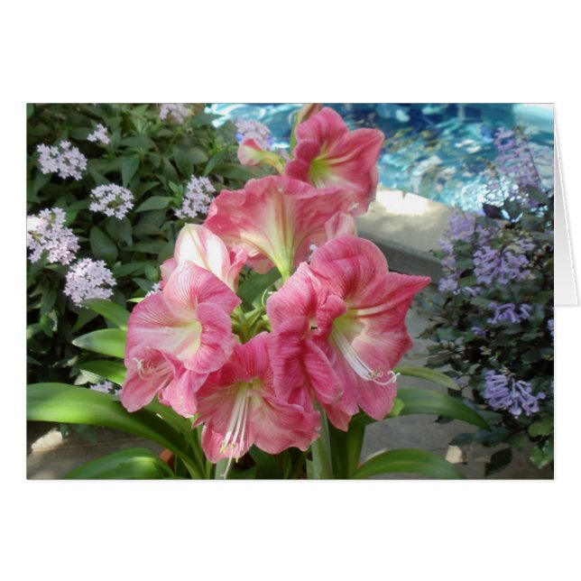 Amaryllis, National Botanic Garden, Washington, DC (Voorkant Horizontaal)